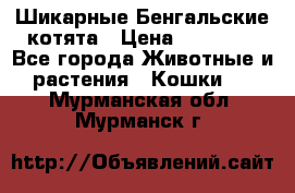 Шикарные Бенгальские котята › Цена ­ 25 000 - Все города Животные и растения » Кошки   . Мурманская обл.,Мурманск г.